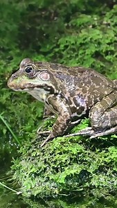 ❄️ Türchen 18 ❄️ Der Seefrosch (Pelophylax ridibundus) Der Seefrosch weist eine sehr enge Bindung an Gewässer auf. Selbst Jungtiere entfernen sich nur wenige Meter vom Gewässer. Seefrösche bevorzugen dabei größere, eutrophe Gewässer im Bereich der Flussauen, beispielsweise Seen, Altwässer, Altarme, Flutrinnen, ruhige Flussabschnitte, Bracks, größere Weiher und Baggerseen, manchmal auch Kanäle und breite Gräben. Eine reiche Wasser- und Ufervegetation ist dabei von Vorteil, jedoch sollte keine Bes