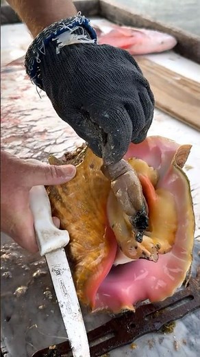 Have you ever eaten conch?🐚🤷🏽‍♂️\rThis is how to remove the conch from the shell🤯\rWith @blacktiph