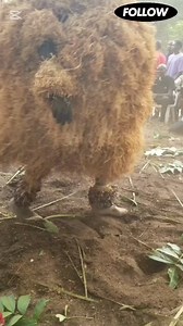 African Masquerade: Igbo Burial Rites in a Nigerian Village – A Cultural Farewell. 🎭🇳🇬 #IgboCulture #AfricanTradition #BurialRites | Igbo Heritage TV