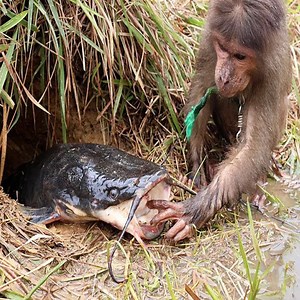 15K views · 126 reactions | Clever Monkey With The Boss Use Beer And C Effervescent Catch Big fish in Cave    | The Monkey Chanel | Facebook