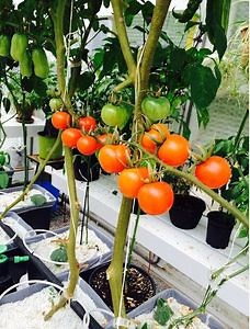 [Hot Item] Tomato Dutch Bucket PP 11L Hydroponic Dutch Bucket for Plants