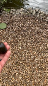 Just found an invasive species in the lake I’m fishing, look like Chinese mystery snails but havnt heard of these being in uk before 🤔🤯. #invasivespecies | Dominic Haines