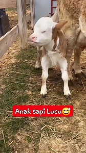 3.4K views · 50 reactions | #fypシ゚ #sapi #sapiviral #jangkauan #sapijumbo #sapisuper #semuaorang #monetisasi Sapi bull Sapi Limousin Brahman Simmental | Blantik milenial | Facebook