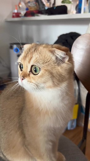 1.7K views · 18 reactions | Hello kitty or puss in boots | James Strange | Facebook