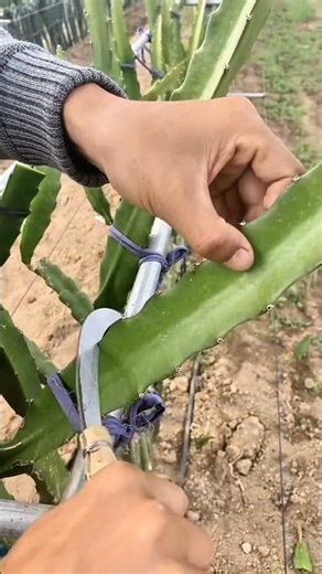 how to prune dragon tree #pruning #satisfying #shortvideo