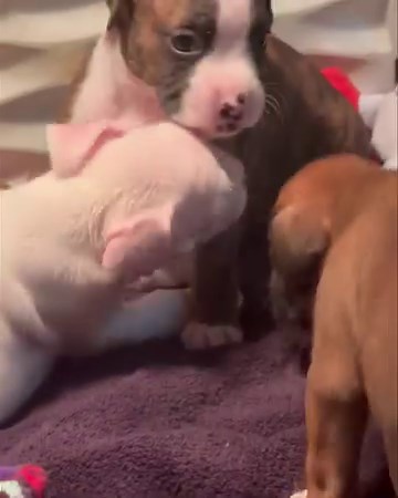 Last few days in their whelping box……. Play has started and they need more room! I can’t wait to see them in a bigger space! | For the Love of a Boxer Rescue & Sanctuary - Michigan
