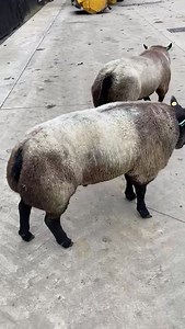 🐏THURSDAY 5th OCTOBER🐏 🔸Blue Texel shearling tups. 🔸Genuine farm tups. 🔸Had no feed. 🔸Worked as lambs 🔸In heptavac p system 🔸Wormed and got clik on. | Ruthin Farmers Auction Co Ltd