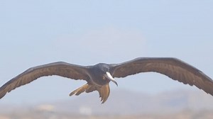 Frigatebird Gliding Into Headwind While Looking Stock Footage Video (100% Royalty-free) 3992332383 | Shutterstock