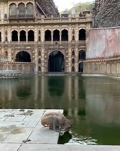 Galta Temple,Jaipur 💟💟 | My Bharat