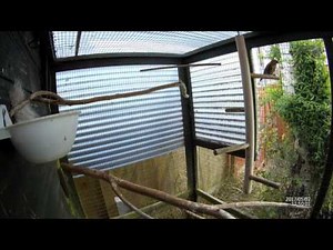 Redpolls pair in the Aviary