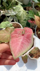 How to REPOT CALADIUM from Thailand 🥰 Thank you for the overwhelming support🫰❤️ #repotcaladium #caladiumbestpottingmix #caladium #caladiumcollections Lovers #caladiumcollections #reels #lovekyegarden #lovekye8 #lovekyegarden #lovekye #fyg #gardeninstagram #shortvideos #Reels #plantreels #gardenreels #everyone #highlights #followers#caretips #houseplantcaretips#plantscollection #gardendesign #plantparentcommunity #plantpeoplants #gardenersofinatagram #growyourown #mygarden #gardeninspiration #g