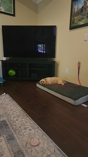 1K views · 15 reactions | Biscuit the cockapoo is visiting us for a tune up! She trained with us when she was a puppy, and due to some big life changes things got a little inconsistent at home and she started to be a bit "selective" about what commands she would do or listen too! So we're working on place, heel (not barking on the walk), and some resource guarding this week! | Take the Lead K9 Training | Facebook