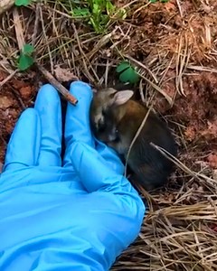 Girl approaches tiny baby bunny in backyard and realizes it needs help – months later it still comes back to visit ❤️ 🐇 | We Love Animals