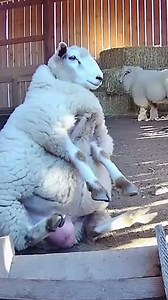 Sheep Attempts Parkour—And Fails Hilariously! 🐑🤣 #SheepFails #Barnyard #FunnyAnimals