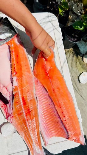 182K views · 1.6K reactions | Puget￼ Sound Area-10 Chinook salmon Fillet. The quality of these fish is absolutely amazing. #fishinglife #fishengproducts #marutohooks #fishingwithseabass #fishermansgold #salmon #DemBoyz #SlayerSquad#bestbytest #izorline #fishing #pnw #hammerdown | Fishing with Seabass | Facebook