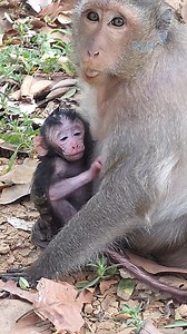 14 reactions | So cute baby Jagger sucking sweet milk from mom  #MonkeyLife #petlovers #nailinspo #monkeytoday #animals #babymonkey | Newly Monkey Reel | Facebook