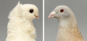 Solution to a Pigeon Genetic Mystery Provides Insight Into Development | Genetics And Genomics