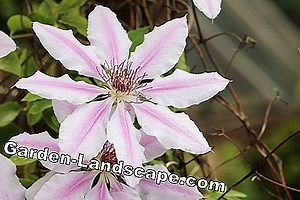 Lifestyle: Is Clematis hardy / perennial? Instructions for wintering | 2025