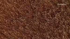 15K views · 720 reactions | Agriculture in Russia | Russians are awesome - we love Russia | Facebook