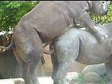 Rhino Mating