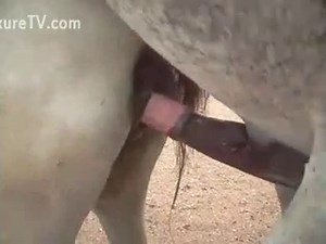 Un accouplement animal entre une jument et un étalon.