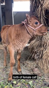 Delighted beneficiaries of the Accelerated Breed Improvement Program (ABIP), a vital element of the Rashtrya Gokul Mission, are thrilled to share their joy over the arrival of female calves treated with a groundbreaking injection. This innovative intervention has not only brought smiles but also infused vibrant hues into their happiness. #RashtryaGokulMission #AnimalWelfare #InnovationInAgriculture PMO India Office of LG, J&K Ministry of Home Affairs, Government of India Ministry of Agriculture 