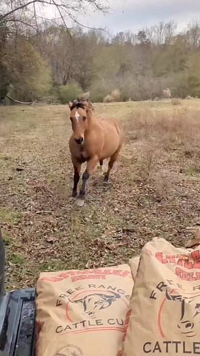 11M views · 210K reactions | 291_He earned it ☺️ @hankhaze22______________________For remote Horse Riding Holidays in wild places follow @blacksaddletravel ⛰______________________#equestrian #dreamyponies @blacksaddl | Dreamyponies | Facebook