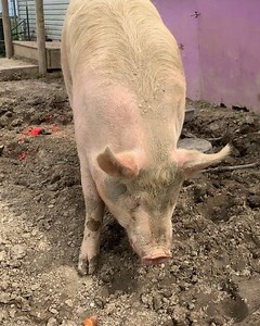 Sweet potatoes for Lefty & Ping! 🍠 | Sunrise Sanctuary