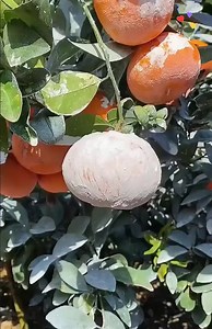 Interesting video about fruits for you 🍉 🍇 🤤 | Engineering Mathematics & Science Society