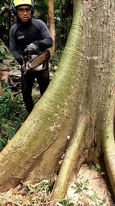 Cut down the softest tree😬 | Erwan Hasena Putra