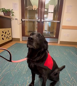 Interrupting our regularly scheduled content to spotlight this working girl who visited our patients in Denver yesterday. 🥹🐾 | Eating Recovery Center