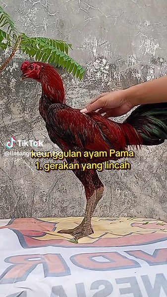 lintangroster_1997 on TikTok