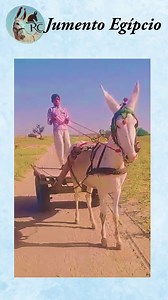 3.1K views · 22 reactions | O nosso Jumento Pêga e a Influência da...