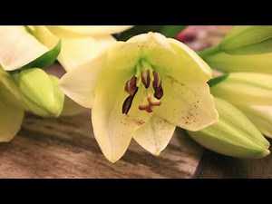 flower dissection lily | تشريح زهرة الليلوم