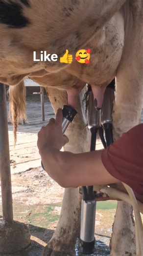 So Much Milk?! 🥛🥰#cow #animallovers #farming #baffalo
