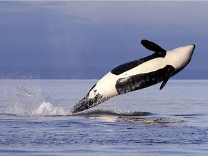 Habitat protection widened for endangered killer whales off Vancouver Island