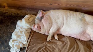 99K views · 3.4K reactions | Hamilton kicked off all his covers in the night so I found him relaxing in all his nakedness this morning. At least he greets me with a smile! 珞 I still remember having to wake children up for school and they pretty much never appreciated my enthusiastic morning greetings. 浪 | Frog Song Farm Sanctuary | Facebook