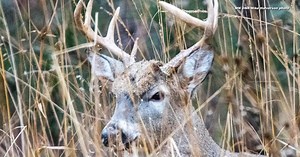 REMINDER: Here's where to test your deer for CWD