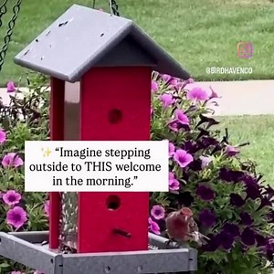 Songbird Haven Hopper Bird Feeder: Eco-friendly Poly Lumber, Amish Made Feeder - Etsy