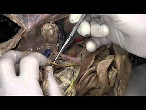 Cat hepatic portal system