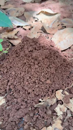 Zombie bullet ants sting cricket in deep hole for food #shortsreels #fbreels #trendingreels #fypシ #foryouシ #ad #tbt #art #Amazing #family | NaturalLife Ant Experiment