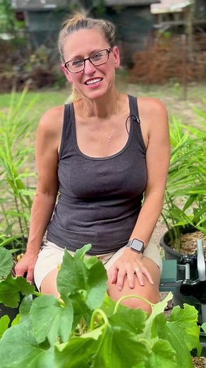 13K views · 534 reactions | Staking up my zucchini squash plants and picking out a vine borer! Ewww! #vineborers #gardentips #containergarden #growyourownfood #vegetablegarden #growingfood #gardeningtips #gardening #squash #sustainability #backyardgarden #urbangarden #zone8b #gardening #gardener #organicgardening | Perkyplantparent | Facebook