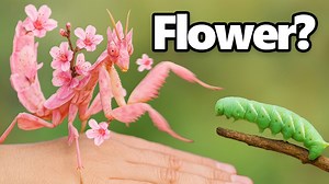 I discovered the sneaky flower mantis 🌼