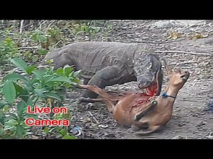 Komodo Dragons Attacks & Prey on a Goat Alive (Latest Videos)