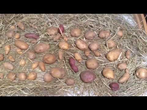 Storing Potatoes in the Basement | Back to Eden Garden