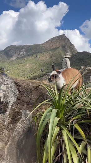 1.4K views · 38 reactions | Una parte de Machu Picchu, Cusco ✨ #PeruMillas #cusco #machupicchu #peru #travel #southamerica #travelphotography #travelgram #nature #instatravel #wanderlust #photography #inca #trip #photooftheday #igersperu #adventure #mountains #landscape #travelblogger #instagood #cuscoperu #incatrail #visitperu #cuzco #aguascalientes #picoftheday #perú #traveling | Perú Millas Travel | Facebook