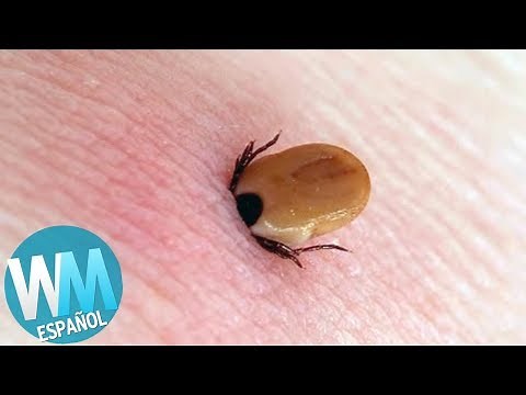 Top 10 Most Painful Insect Bites!