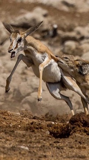 14K views · 51 reactions | Follow  @bigcatsnamibia Now! A single...