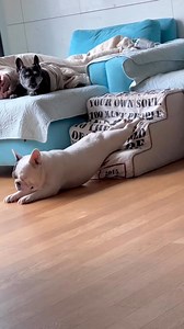 2.2K views · 85 reactions | Sometimes, all you need is to stretch it out: physically, mentally, and emotionally. Video via @frenchies.1 #FeelGoodFriday | Balance: Meditation & Sleep | Facebook