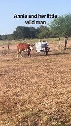 Annie is exhaused chasing after her first calf! Once he found his legs he has been non-stop!💕 He is healthy, gotta love it! | Einstein The Donkey